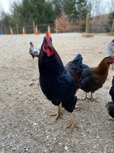 Load image into Gallery viewer, Farm Fresh Free Range Chicken Eggs