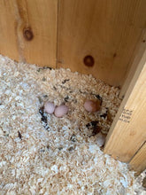 Load image into Gallery viewer, Farm Fresh Free Range Chicken Eggs