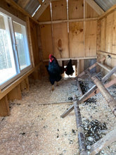 Load image into Gallery viewer, Farm Fresh Free Range Chicken Eggs